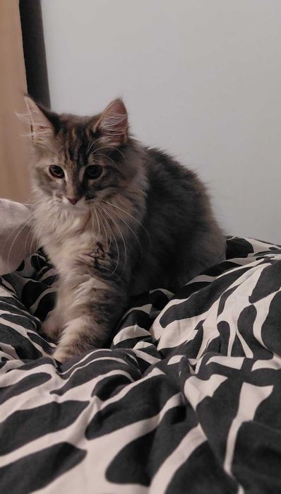 Kotka maine coon z rodowodem