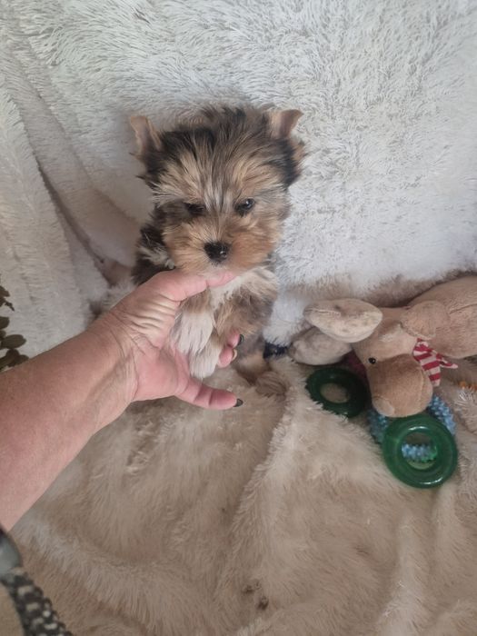 Biewer Terrier Fêmea Choco Melre Criadora Registada PT3088FL