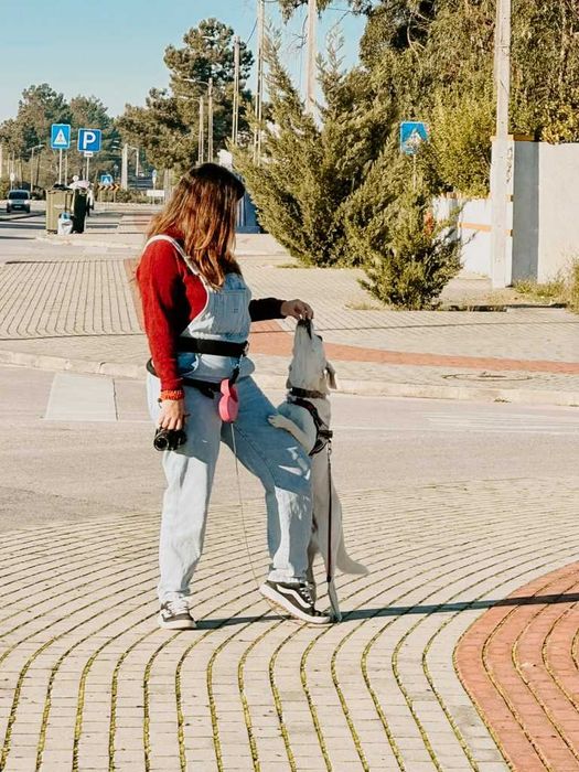 Dog Walking/ Petsiting  em Almada515465839190353922