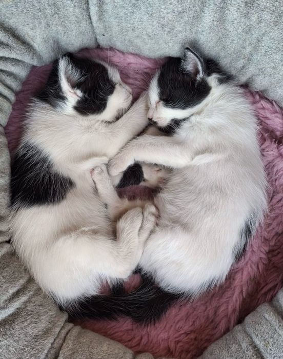Casal gatinhos mimosos de olhos azuis doar
