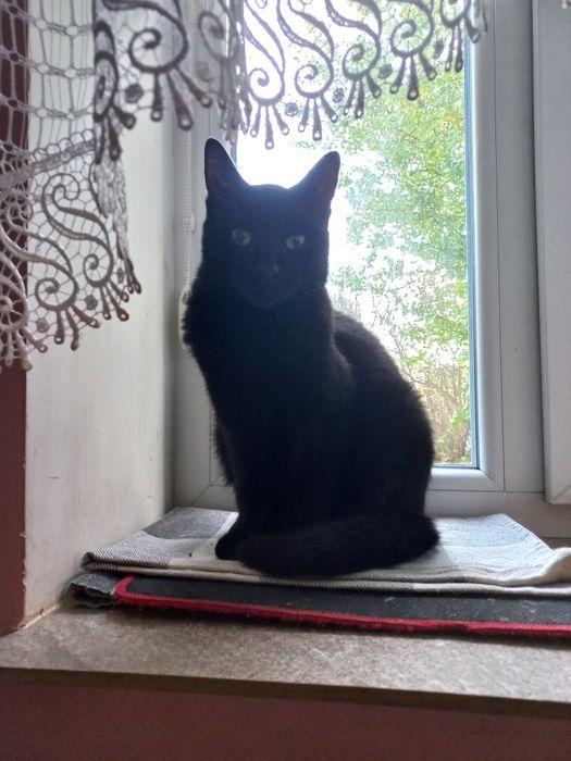 Віддам в добрі турботливі руки