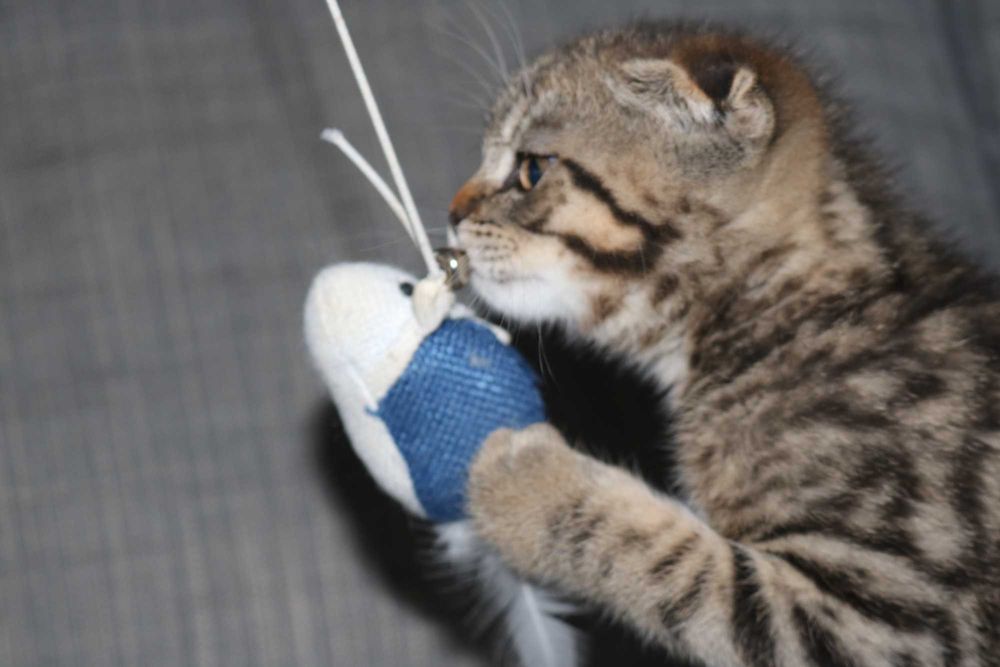 uma gatinha scottish fold