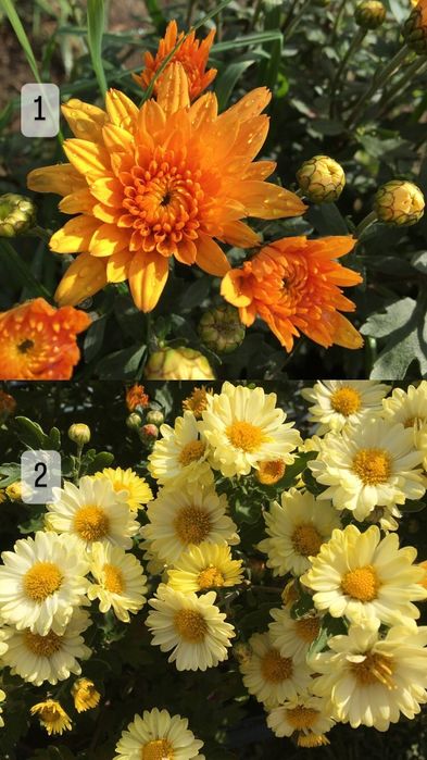 Хризантема мультифлора кулькова шарова черенки ., садженці, живці  ,