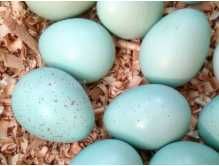 Інкубаційні яйца перепілок Техасець, Селадон