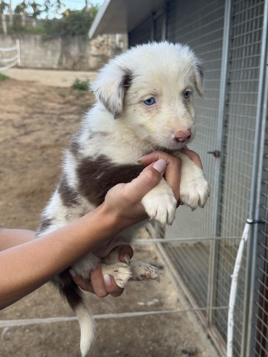 Border Collie red merle