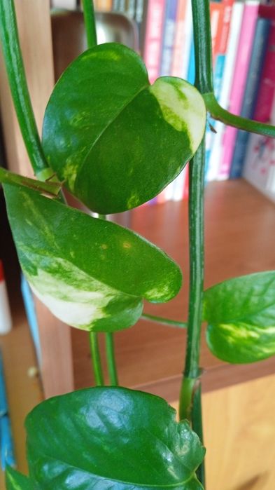 Срезы плектрантус, плющ, сингониум, пеперомия, эпипремнум