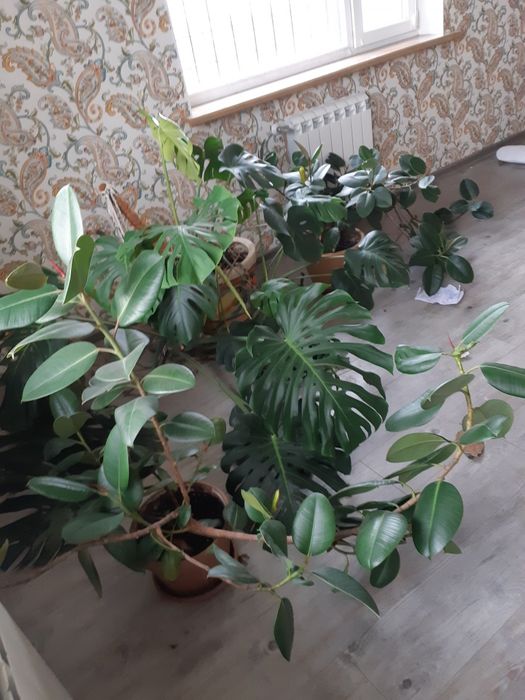 Фікуси, монстера