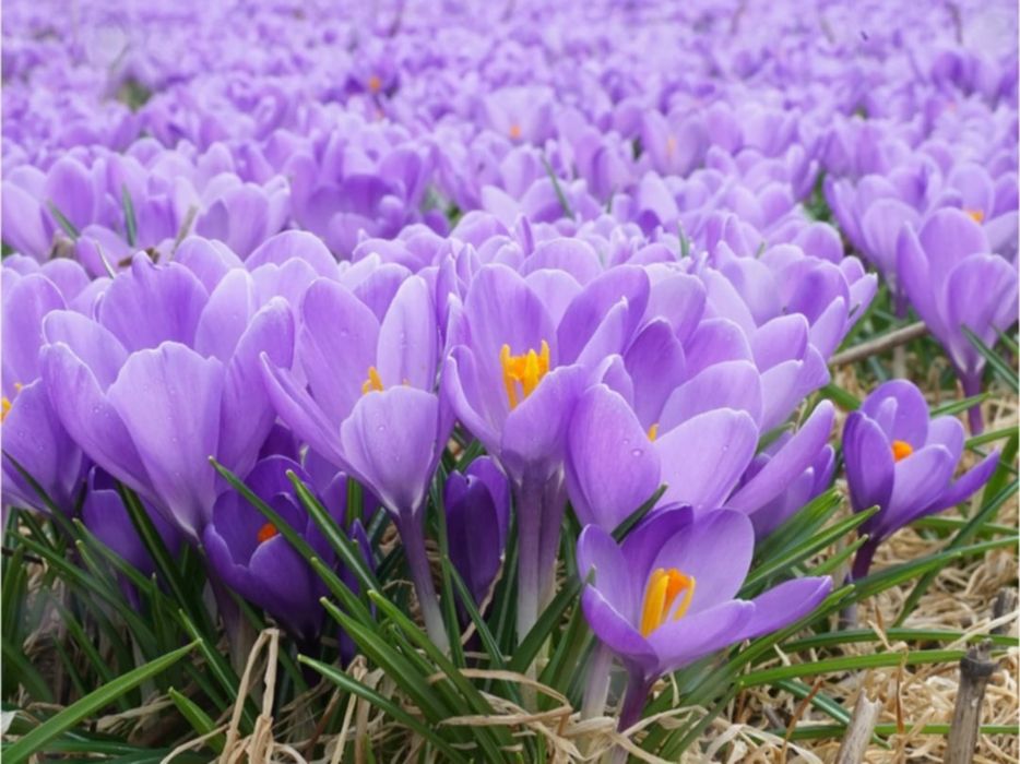 Krokusy cebula 1000szt