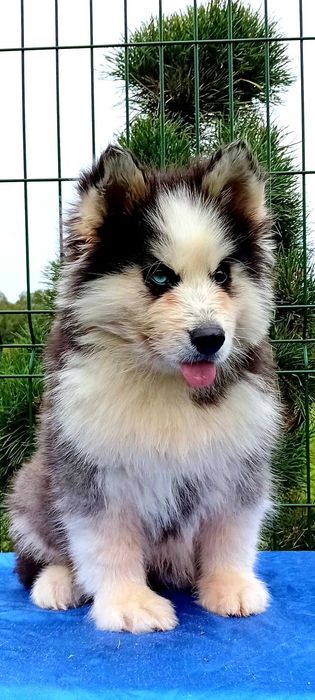 Husky syberyjski-piesek