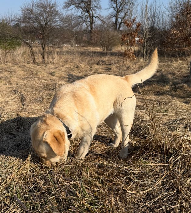 Oddam za darmo suczke labradora