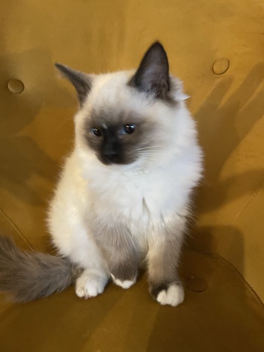 Koteczka  kot Ragdoll Ragdolle