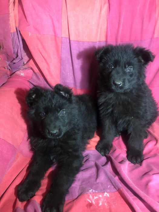 Owczarek staroniemiecki długowłosy czarny