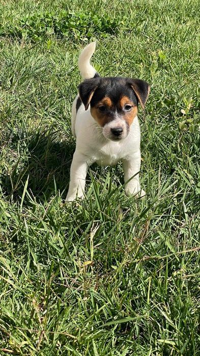 Jack Russell - Descendente de Diversos Campeões
