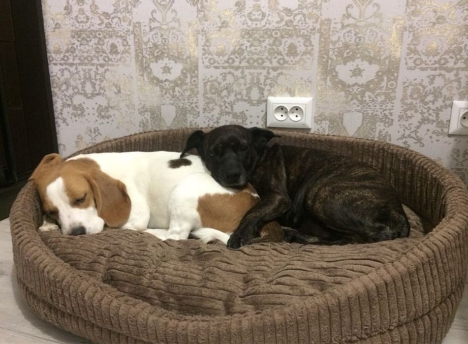 Перетримка собак