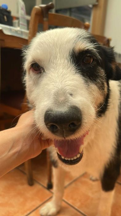Cão para adoção responsável