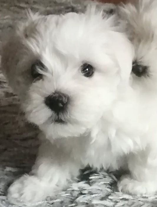 maltańczyk z certyfikarem weterynaryjnym GOTOWE DO ODBIORU