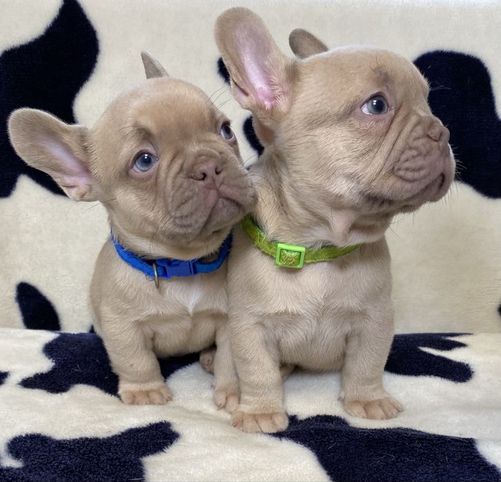 Французький  будьдог