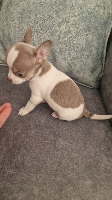 Chihuahua top top