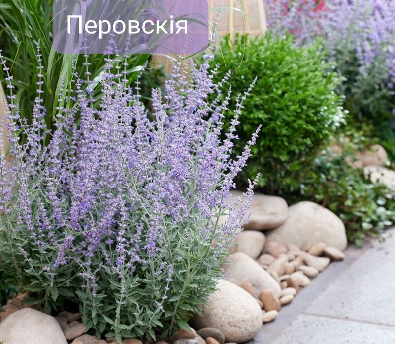 Гейхери по 75, хоста, брунера, лаванда, бадан