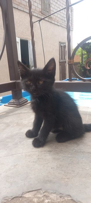 Кошенята шукають свою родину