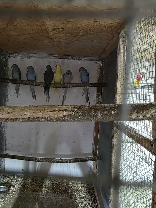 Aleksandretty obrożne