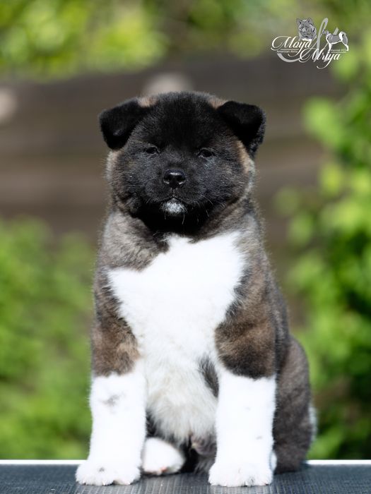 Американскька акіта/ американская акита / american akita