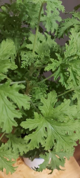 Anginka geranium duża 70cm