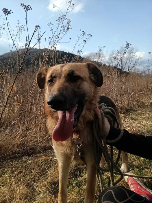 Pieski do adopcji