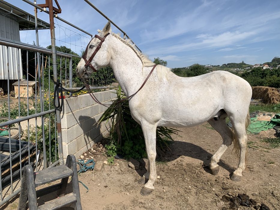 Cavalo montado com escola