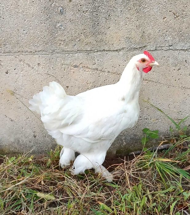 Animais jovens da quinta