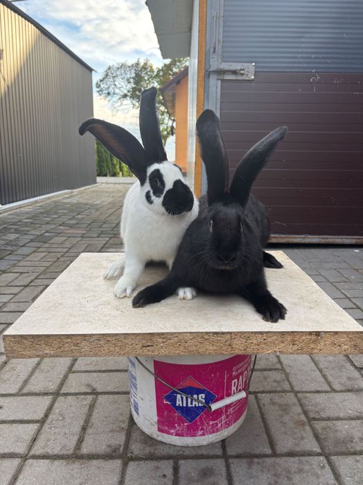 Sprzedam króliki srokacze