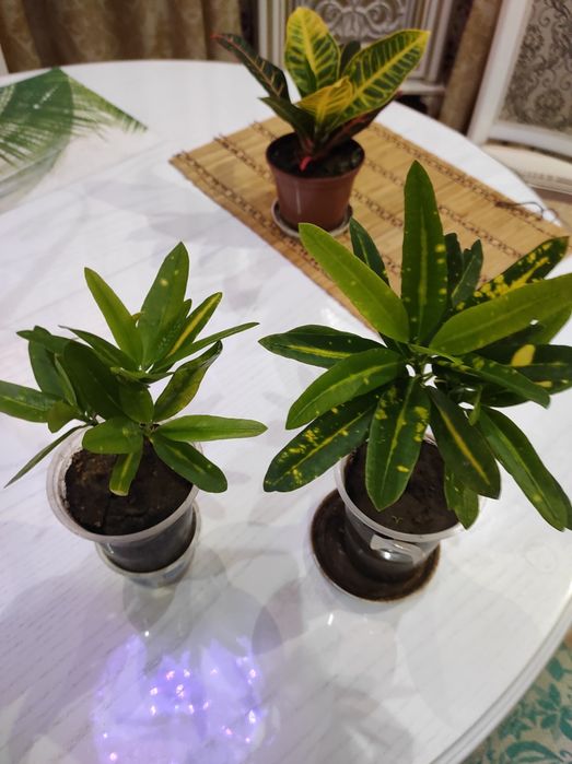 Кротоны  Санни стар