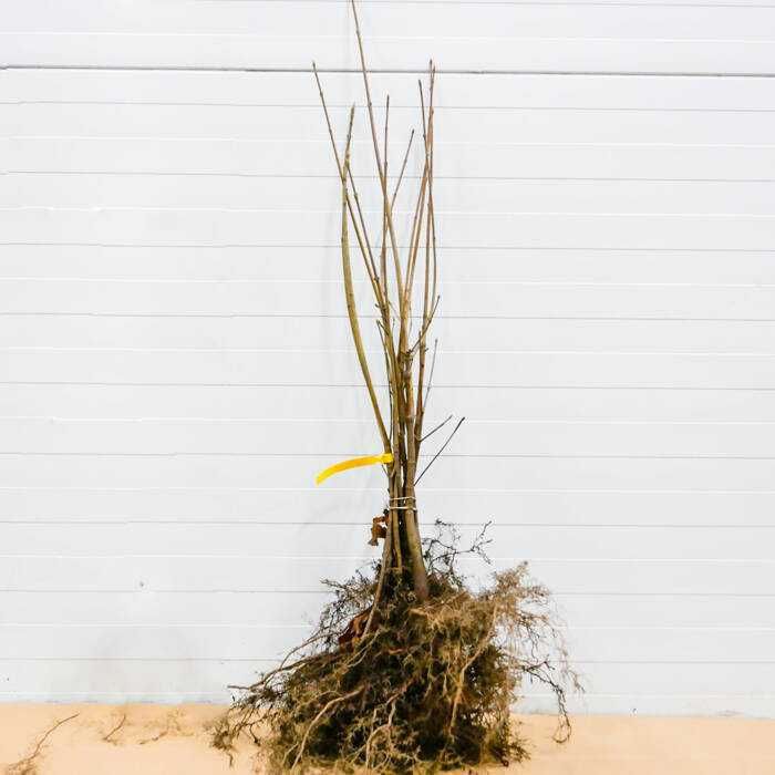 Klon pospolity zwyczajny Sadzonki Kopane Z Gruntu Duża Ilość