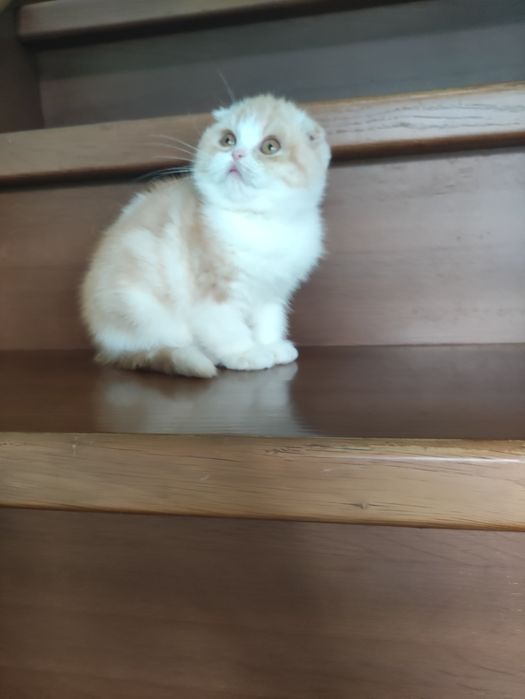 Очаровательная шотландская куколка! ПРИВИТА! Одесса!