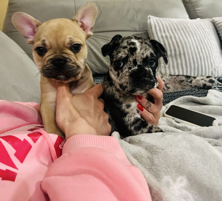 Французский бульдог цуценята