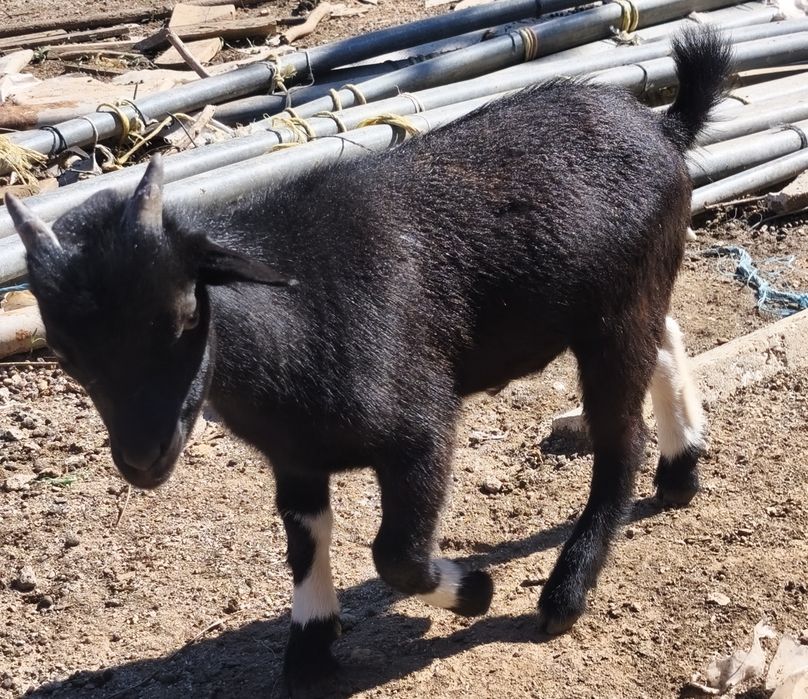 Cabras Anãs jovens