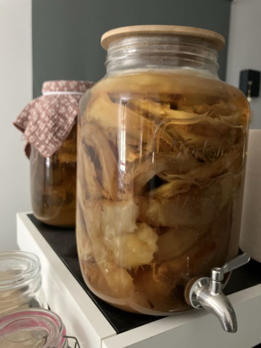 Kombucha - Doação de Scoby e Starter Bio