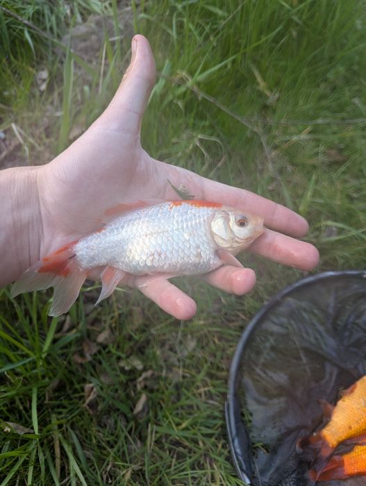 Karasie KOI 15-20cm