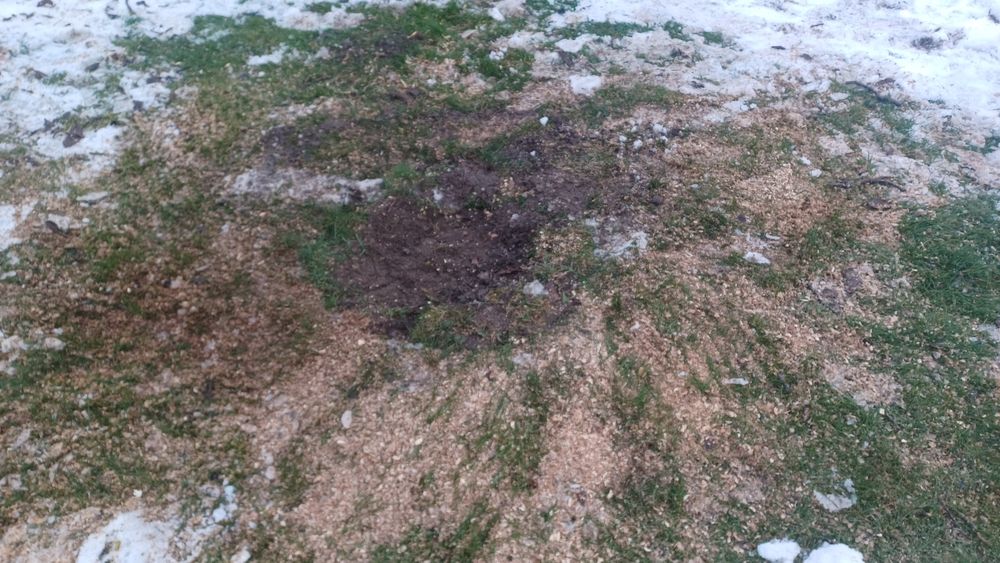 wycinka drzew usługi rębakiem usuwanie korzeni gałęzi frezowanie pni