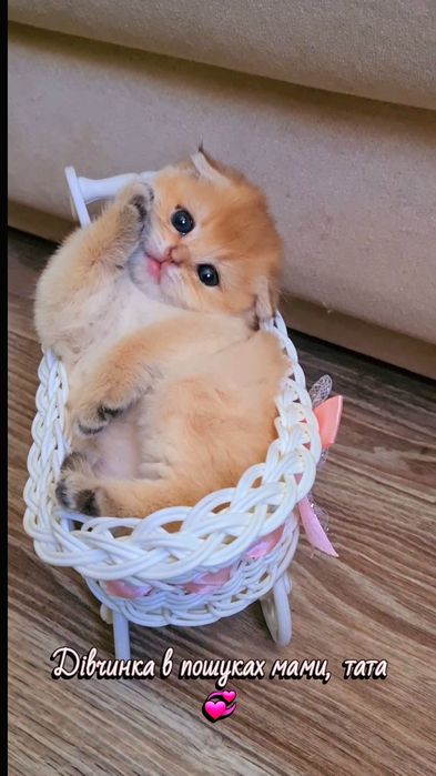 Кукольные малыши, котята золотая шиншилла