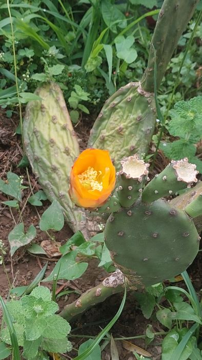 Tudo a um euro cerejeira-de-jerusalem, girassol, sabugueiro nigra, etc