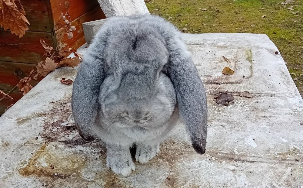 Samica barana francuskiego