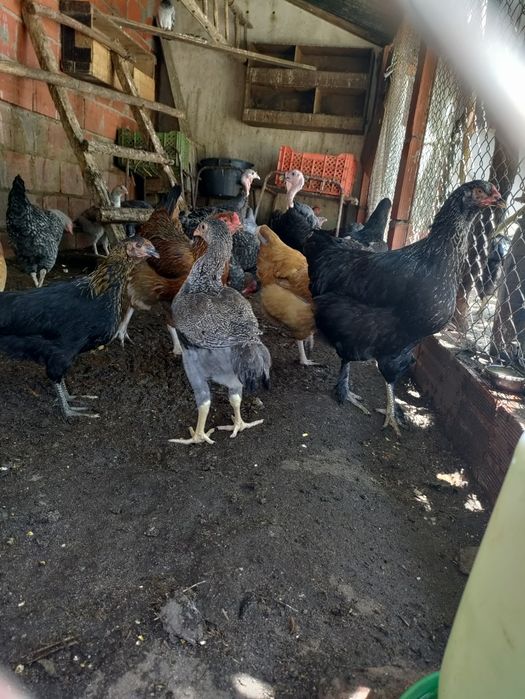Frangos de várias raças