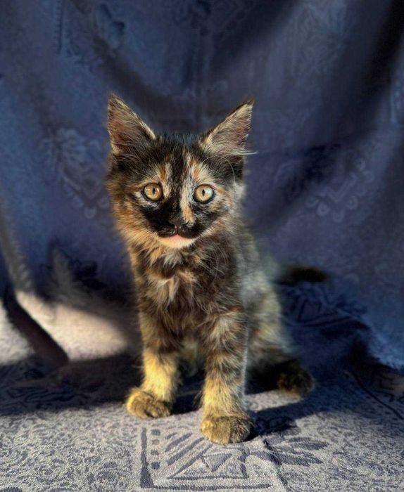 Безкоштовно.Три гарні дівчинки шукають родину