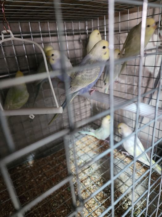 Piriquitos australianos arco íris mutações de 2025