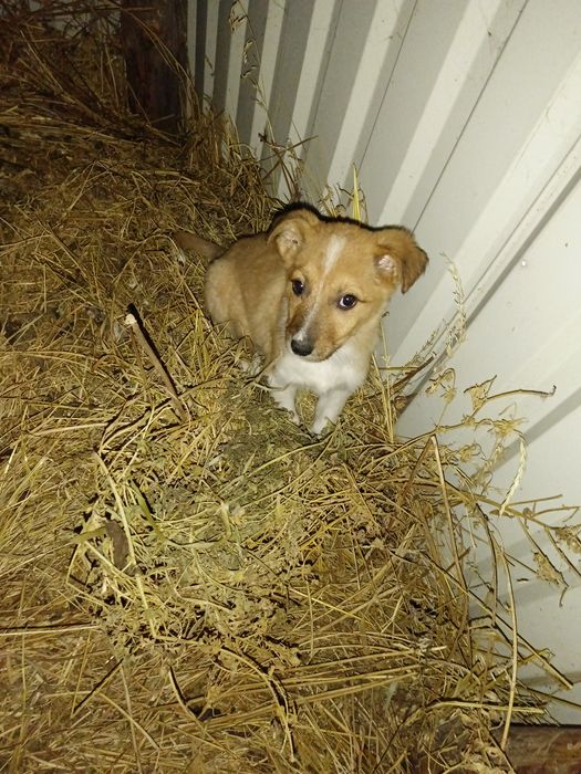 Кому собачку???Супер охоронці