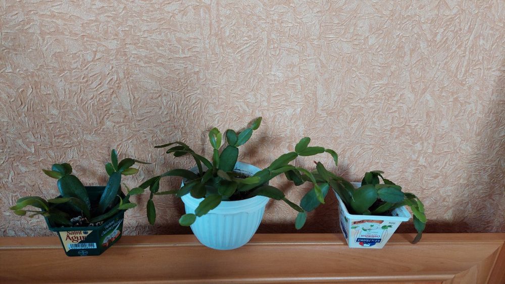 Традесканція нанук, фіолетово-біло-зелене листя