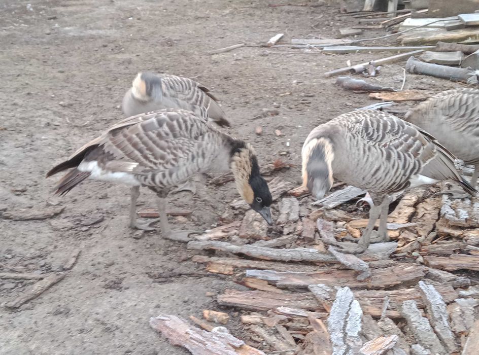 Гуси    2024 року