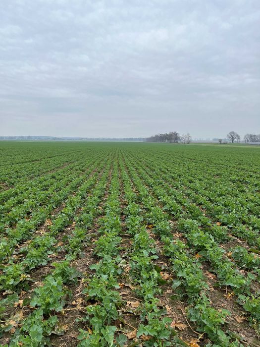 siew pasowy, uprawa pasowa, strip till, Czajkowski STK