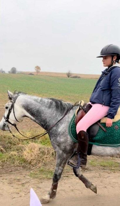 Kuc walijski 138cm, 6 lat do sportu/rekreacji